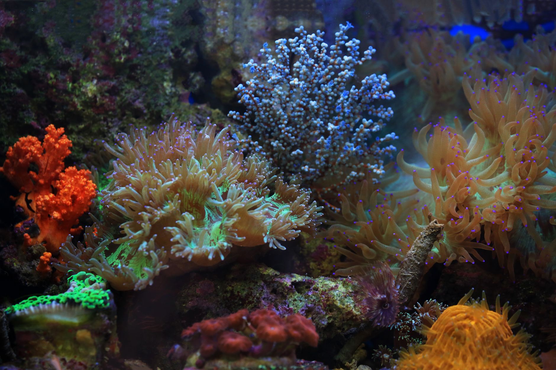 Un écosystème de récif corallien aux couleurs vives présentant une diversité de vie marine.