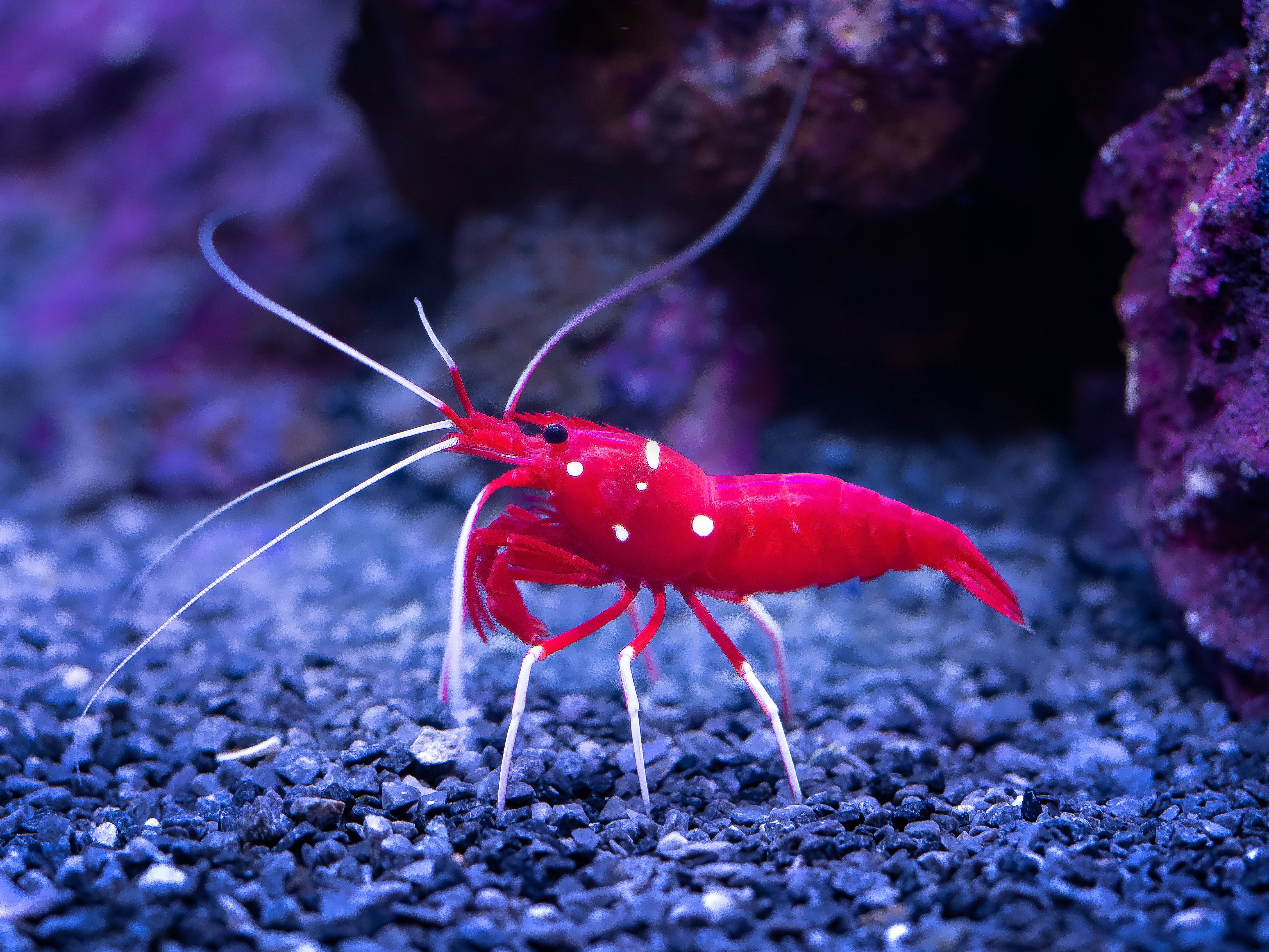 Crevettes d’eau douce en aquarium : guide débutant