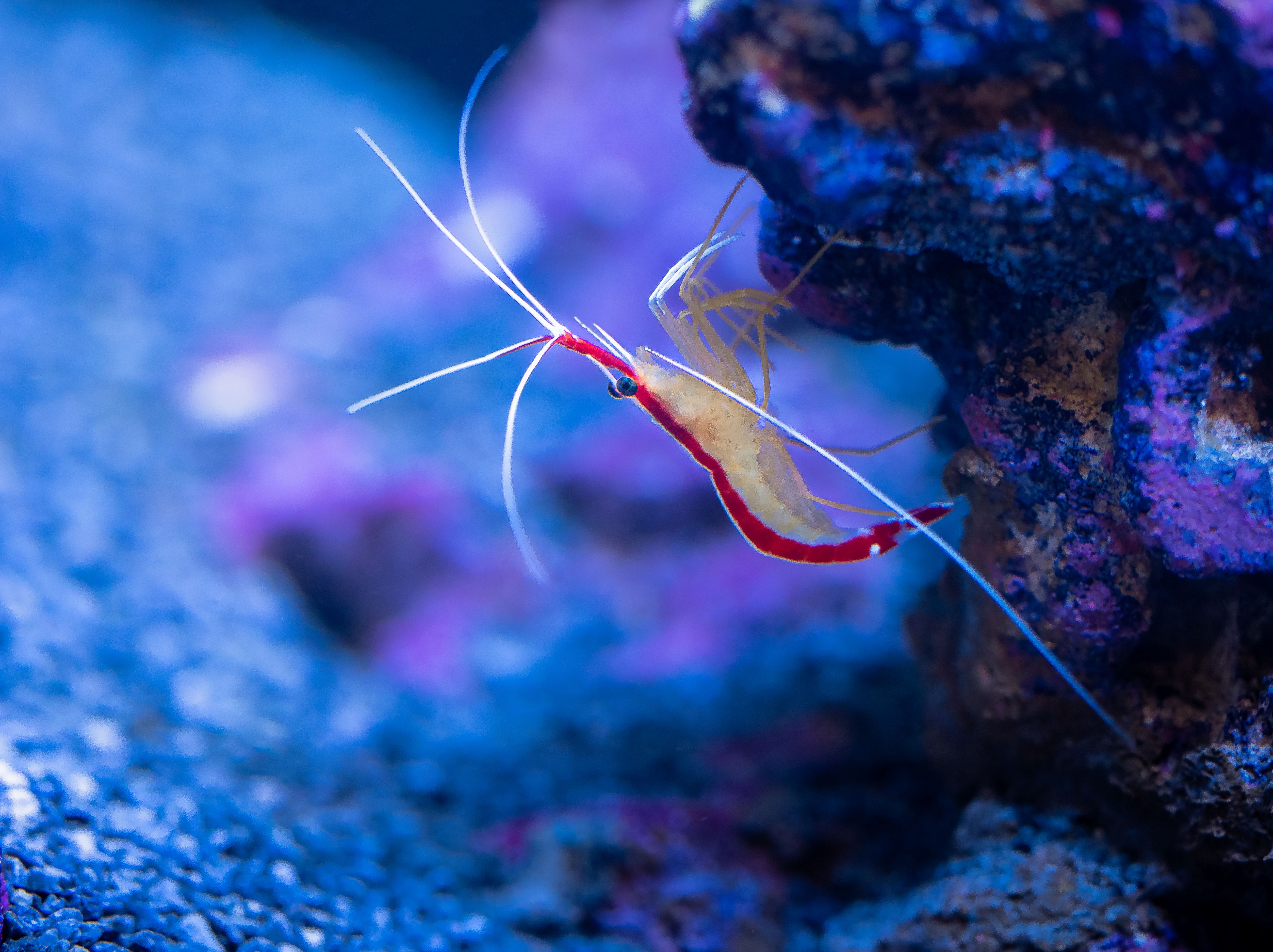 Crevettes d’eau douce : nourrir un bac équilibré