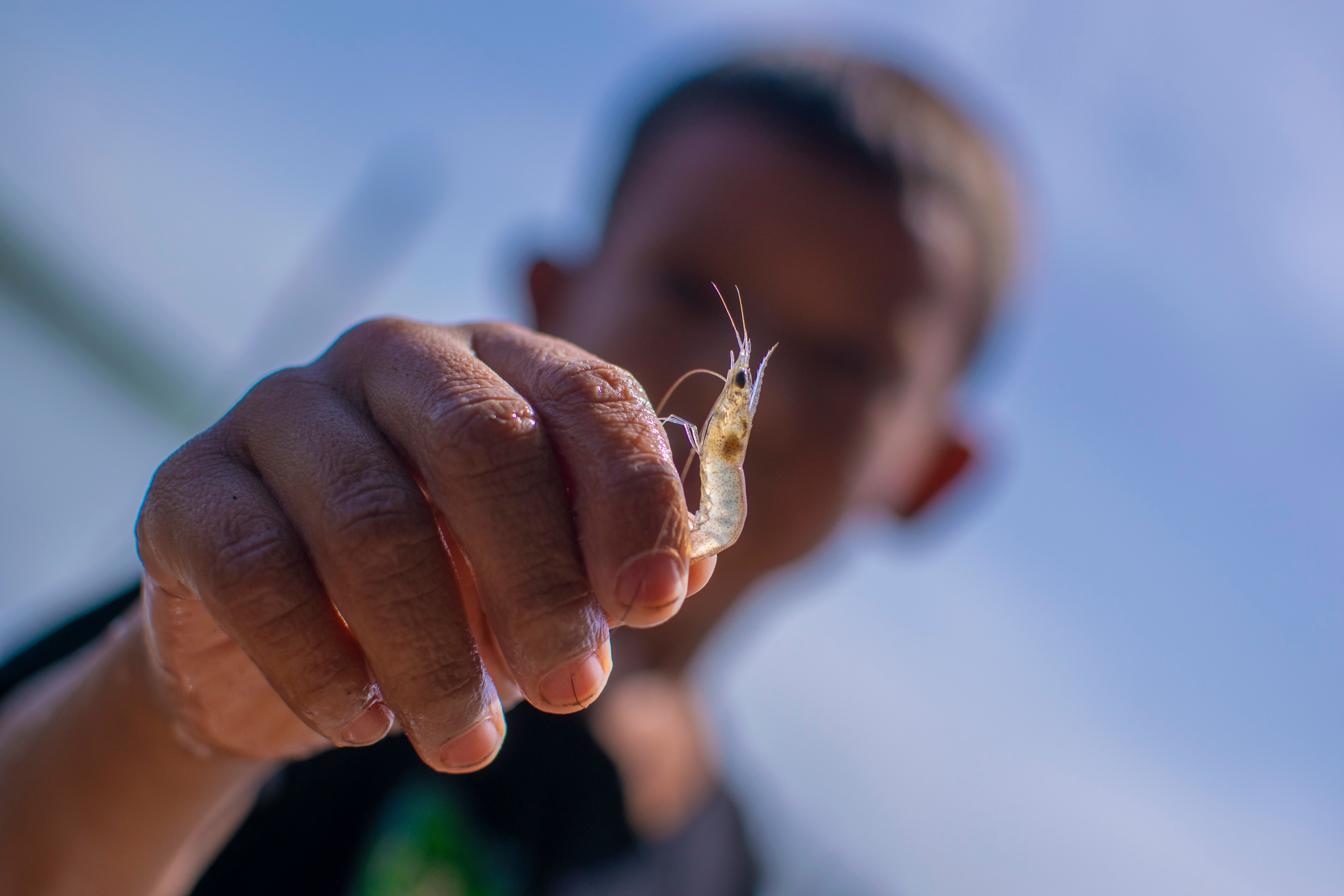 Crevettes d’eau douce en mots fléchés : réponses