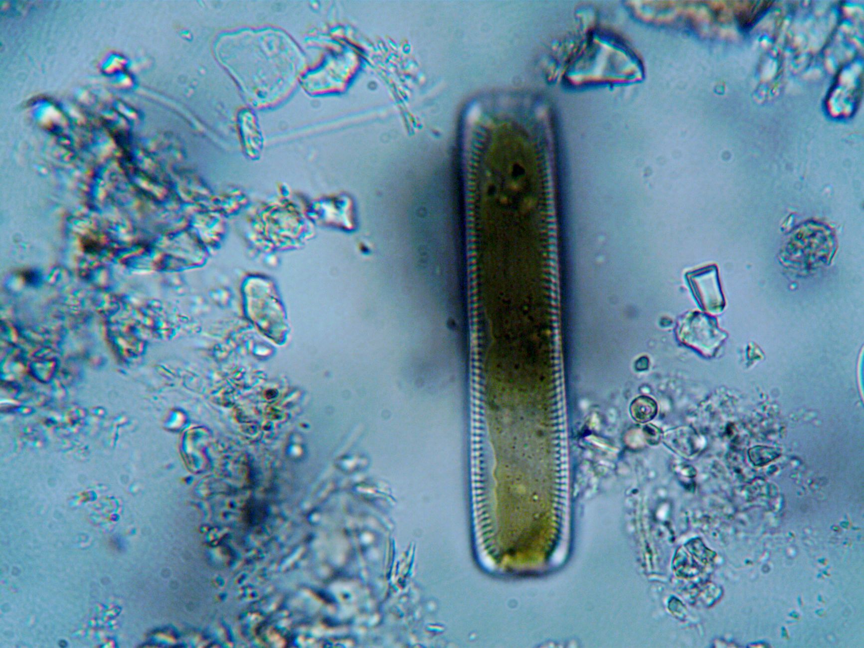 Image détaillée d'une diatomée vue à travers un microscope, mettant en valeur la structure cellulaire.