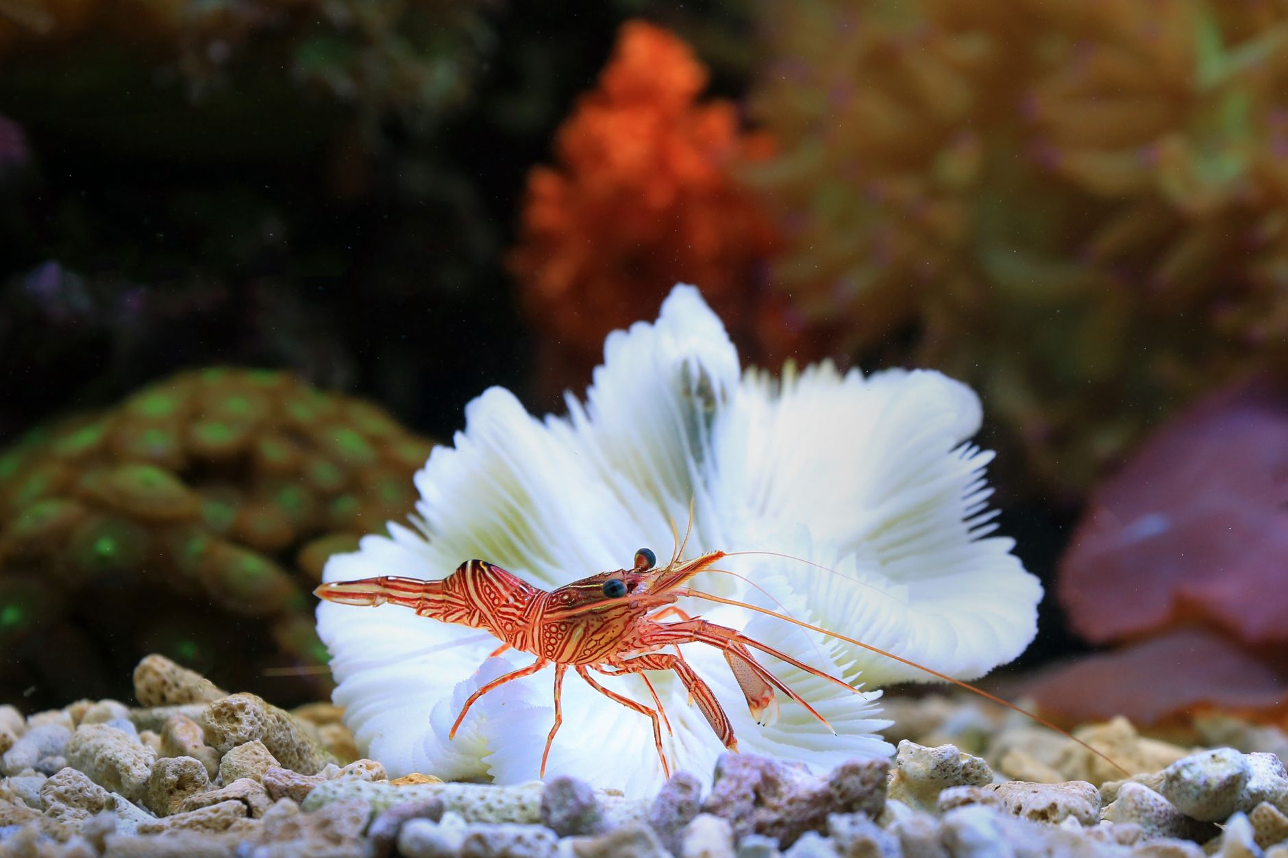 Crevettes aux couleurs éclatantes sur un récif corallien dans un aquarium, illustrant la diversité de la vie marine.